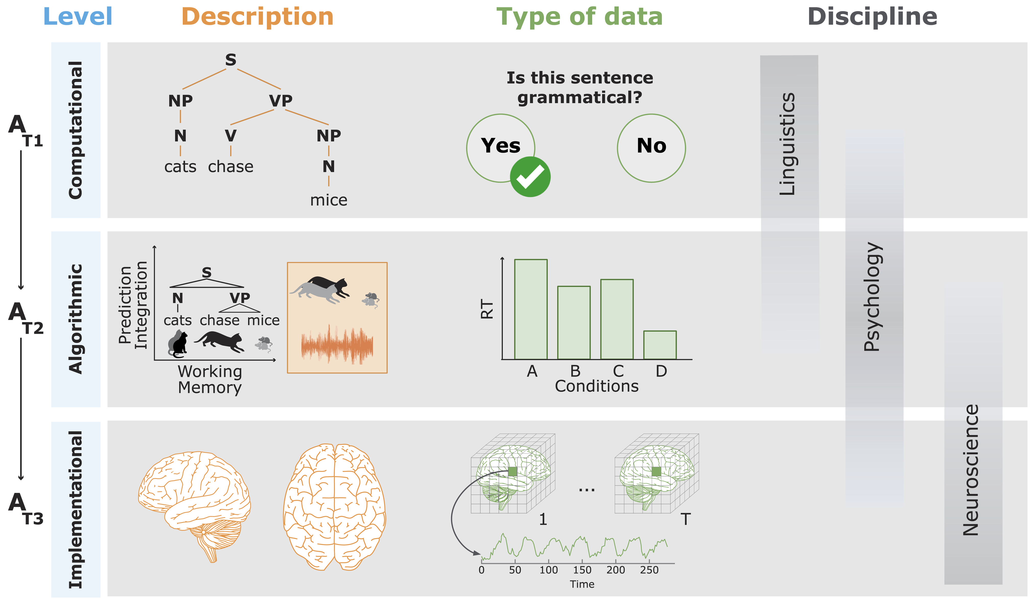 Derivation chains in cognitive neuroscience of language. Auxiliary assumptions range from Marr's computational, to the algorithmic, and implementational level.